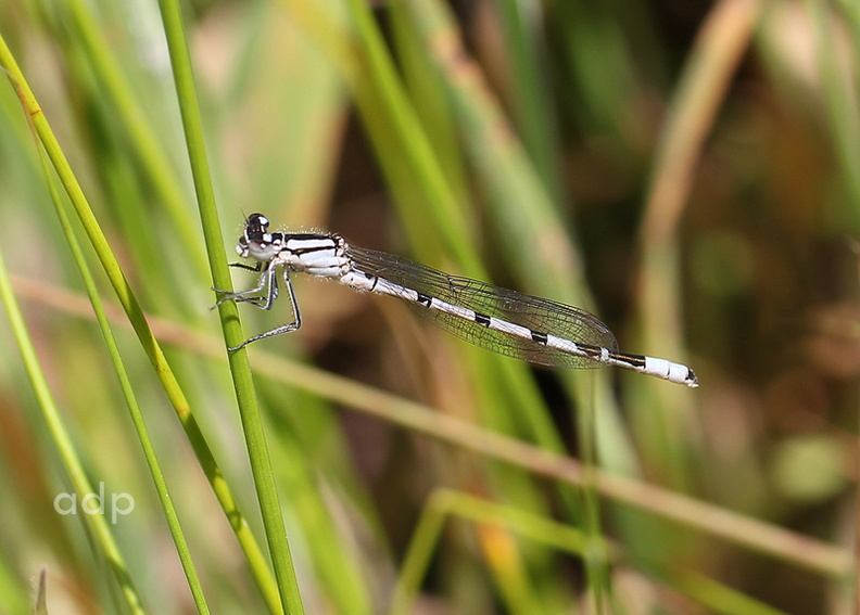 Bookham Common, June 2011 IMG_0900ttw 800c CBl white m BC.jpg
